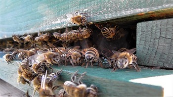 honey-bees-g1f41bfdf5_640.jpg